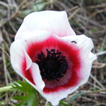 Anemone coronaria Bicolor - Klaproos-anemoon