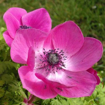 Anemone coronaria Sylphide - Klaproos-anemoon