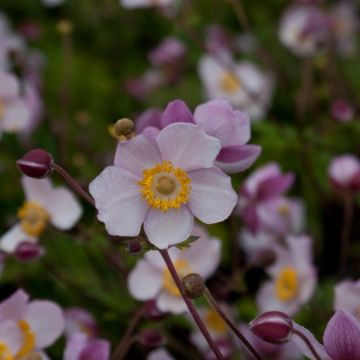 Anemone Hadspen Abundance - Herfstanemoon