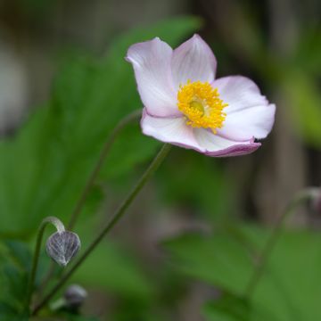 Anemone Hadspen Abundance - Herfstanemoon