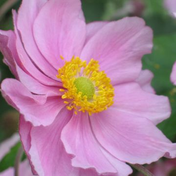 Anemone hybrida Rubra Plena - Herfstanemoon