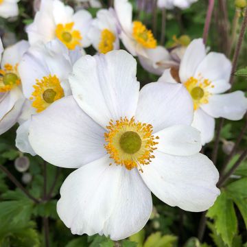 Anemone Elfin Swan - Herfstanemoon