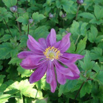 Anemone Bressingham Glow - Herfstanemoon