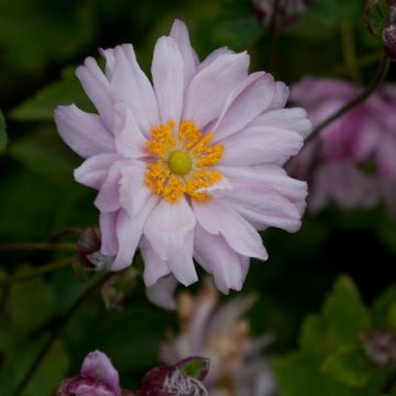 Anemone Mont Rose - Herfstanemoon
