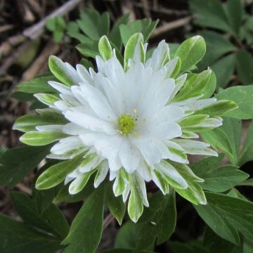 Anemone nemorosa Bracteata Plena - Bosanemoon