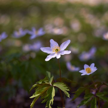 Anemone nemorosa Robinsoniana - Bosanemoon