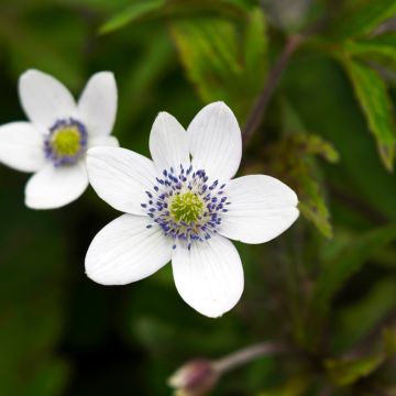 Anemone tetrasepala - Anemoon
