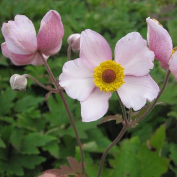 Anemone tomentosa Albadura - Herfstanemoon