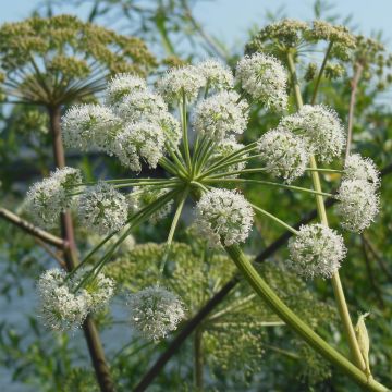 Angelica heterocarpa - engelwortel