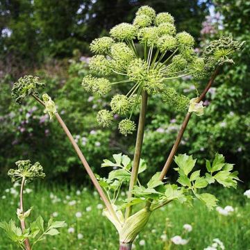 Angelica archangelica - Engelwortel