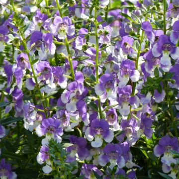 Angelonia Angelface Wedgewood Blue - Zomerleeuwenbek