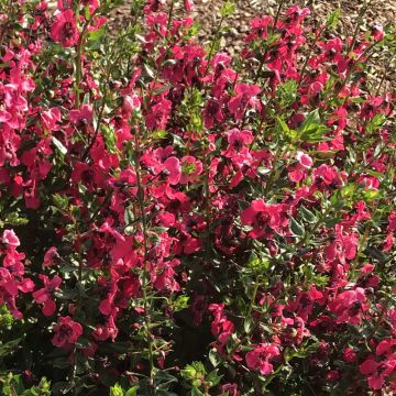 Angelonia Archangel Cherry Red - Zomerleeuwenbek
