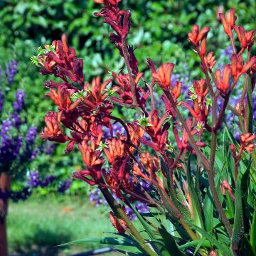 Anigozanthos Bush Inferno - Kangoeroepoot