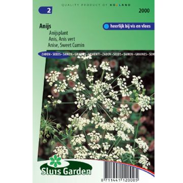 Anijs - Pimpinella anisum Anijs - Pimpinella anisum