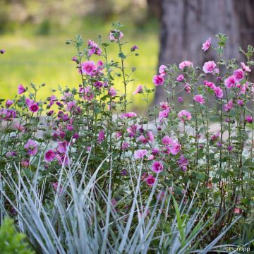 Anisodontea Carnival Lights Celebration - Kaapse malva