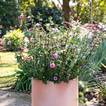 Anisodontea Carnival Lights Gala - Kaapse malva
