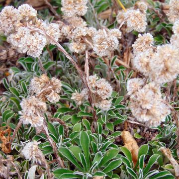 Antennaria dioica var. borealis - Rozenkransje
