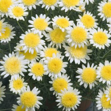 Argyranthemum Daisy Crazy Sole Mio - Struikmargriet