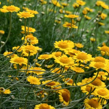 Anthemis tinctoria Kelwayi - Gele kamille
