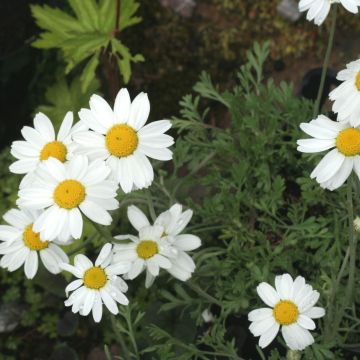 Anthemis carpatica Karpatenschnee - Schubkamille