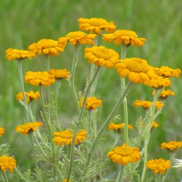 Anthemis sancti-johannis - Oranje kamille
