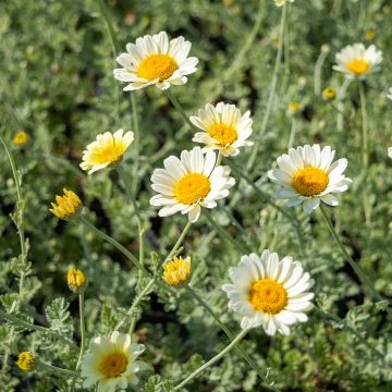 Anthemis tinctoria Sauce Hollandaise - Gele kamille