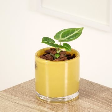 Anthurium Dorayaki - Aderplant