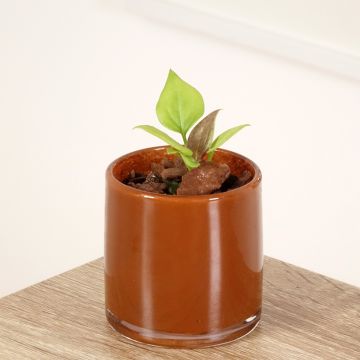 Anthurium jenmanii Gold - Aderplant