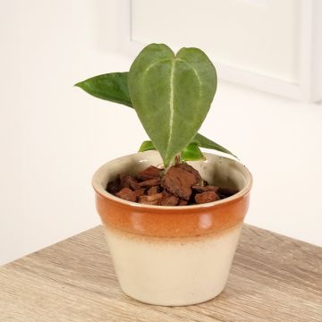 Anthurium forgetii - Aderplant