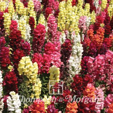Leeuwenbek Dwarf Bedding Mixed (zaad) - Antirrhinum nanum