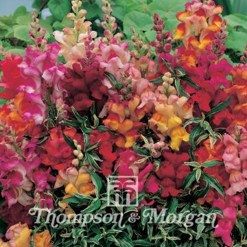 Leeuwenbek Frosted Flames (zaad) - Antirrhinum nanum