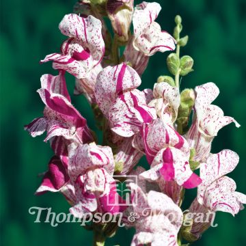 Leeuwenbek Purple Twist F1 (zaad) - Antirrhinum majus