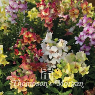 Leeuwenbek Reminiscent Mixed F1 (zaad) - Antirrhinum majus