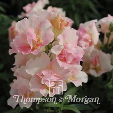 Leeuwenbek Twinny Appleblossom F1 (zaad) - Antirrhinum nanum