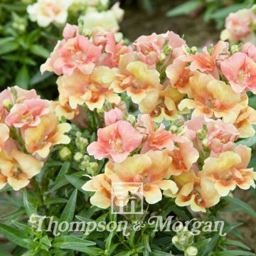 Leeuwenbek Twinny Peach F1 (zaad) - Antirrhinum nanum
