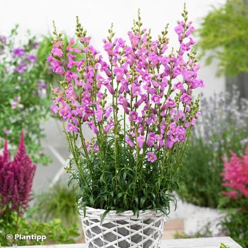 Leeuwenbek Pretty in Pink Pmoore07 - Antirrhinum majus
