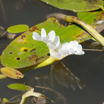 Aponogeton distachyos - Kaapse waterlelie