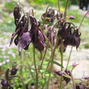 Aquilegia viridiflora - Chocolate Soldier