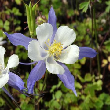 Akelei Mrs M. Nicholls - Aquilegia
