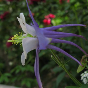 Akelei Songbird Series Blue Jay - Aquilegia