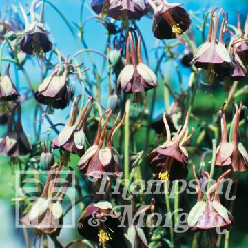Ancolie Chocolate Soldier (zaad) - Aquilegia viridiflora