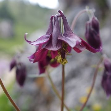 Aquilegia atrata - Donkere akelei