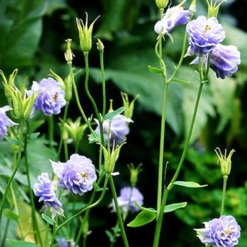 Akelei Powder Blue - Aquilegia vulgaris