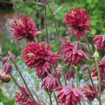 Akelei Ruby Port - Aquilegia vulgaris