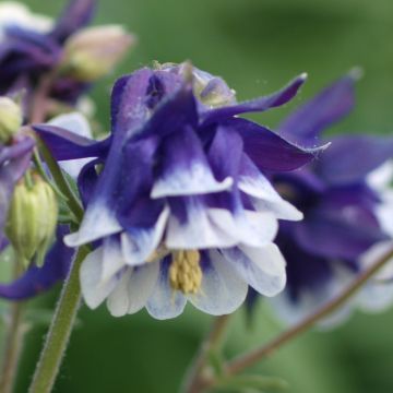 Akelei Winky Blue White - Aquilegia vulgaris
