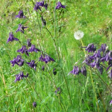 Aquilegia vulgaris - Wilde akelei