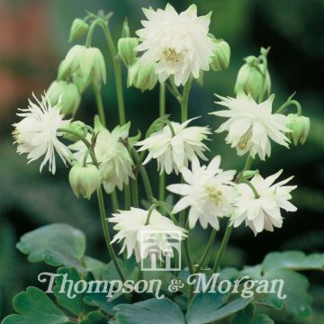 Akelei Green Apples (zaad) - Aquilegia hybrida