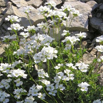 Arabis ferdinandi coburgii - Scheefkelk