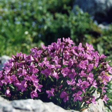 Arabis blepharophylla - Scheefkelk