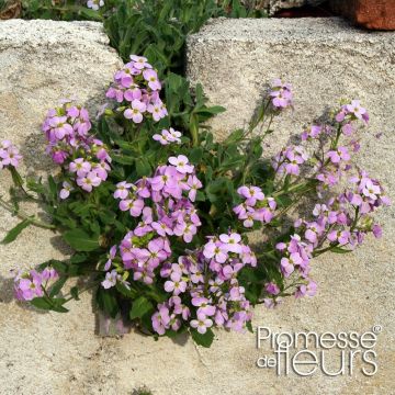 Arabis caucasica Rosea - Randjesbloem